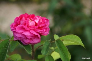 rose-du-roi-souceht-1809