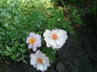 lilac-charm