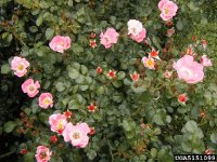 meipotal-2-the-dow-gardens-bugwoodorg.jpg
