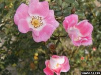 meipotal-the-dow-gardens-bugwoodorg.jpg