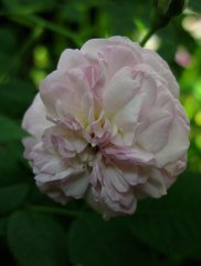 rosemoor