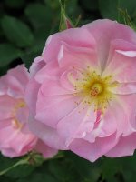 the-ladys-blush
