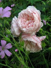 wisley-2008