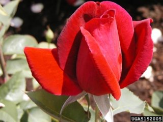 mirandy-the-dow-gardens-bugwoodorg.jpg