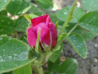 r-derescht2