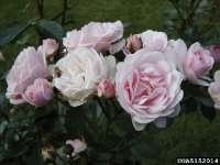 mrsr-m-finch-2-the-dow-gardens-bugwoodorg.jpg