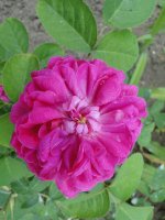 rescht5