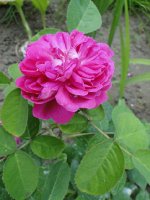 rescht6