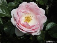 mrsr-m-finch-the-dow-gardens-bugwoodorg.jpg