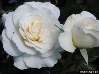 mt-hood-the-dow-gardens-bugwoodorg.jpg