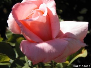 nantucket-the-dow-gardens-bugwoodorg.jpg