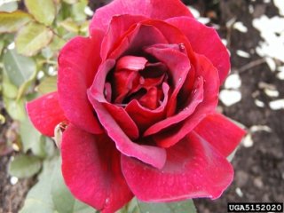 nocturne-the-dow-gardens-bugwoodorg.jpg