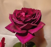 big-purple-03