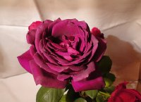 big-purple05