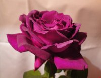 big-purple6