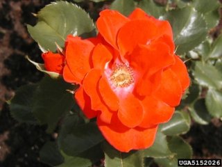 orangeade-the-dow-gardens-bugwoodorg.jpg