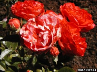 orangr-morsdag-the-dow-gardens-bugwoodorg.jpg