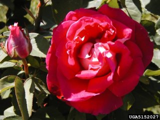oriana-the-dow-gardens-bugwoodorg.jpg
