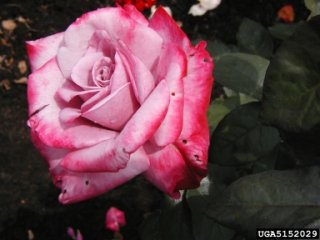 paradise-the-dow-gardens-bugwoodorg.jpg