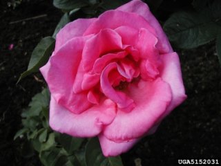 perfume-delight-the-dow-gardens-bugwoodorg.jpg