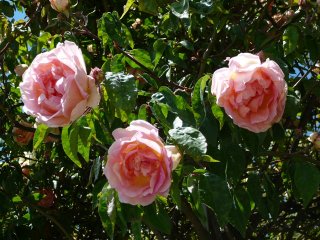 comtesse_woronzow_1