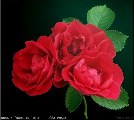 ramblin-red