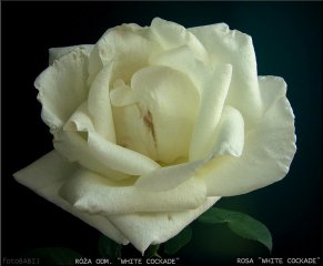 white-cockade