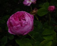 belle-pourpre-violette