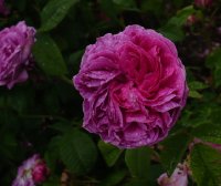 belle-pourpre-violette2