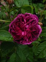 belle-rosine