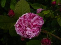 belle-villageoise4