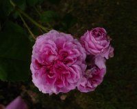 duchesse-du-berry