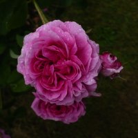 duchesse-du-berry2
