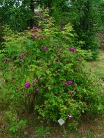 le-rosier-eveque
