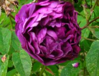 le-rosier-eveque2