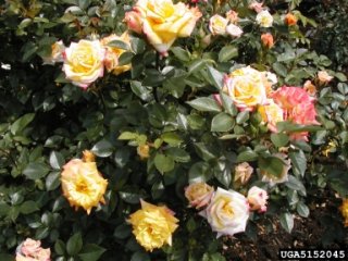 rainbows-end-the-dow-gardens-bugwoodorg.jpg