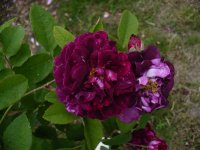 pourpre-charmant