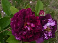 pourpre-charmant2