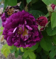 pourpre-charmant3