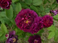 pourpre-charmant4