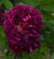 pourpre-charmant5