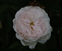 reine-de-perse