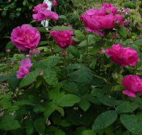 rosa-gallica-officinalis2