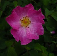 rosa-gallica-officinalis3