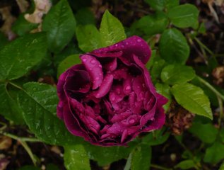 rose-des-maures