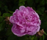triomphe-de-laffay