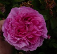 triomphe-de-laffay3