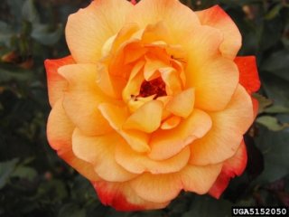 rio-samba-the-dow-gardens-bugwoodorg.jpg