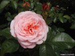 sexy-rexy-the-dow-gardens-bugwoodorg.jpg