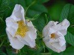 rosarugosa-albam-gorajpg.jpg